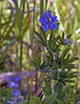 Lupine 6845